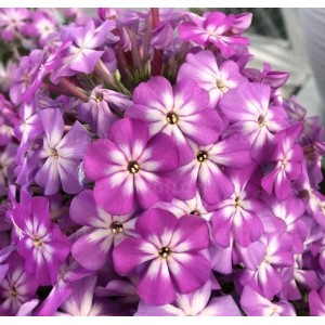 Флокс Phlox Flame Violet Charm